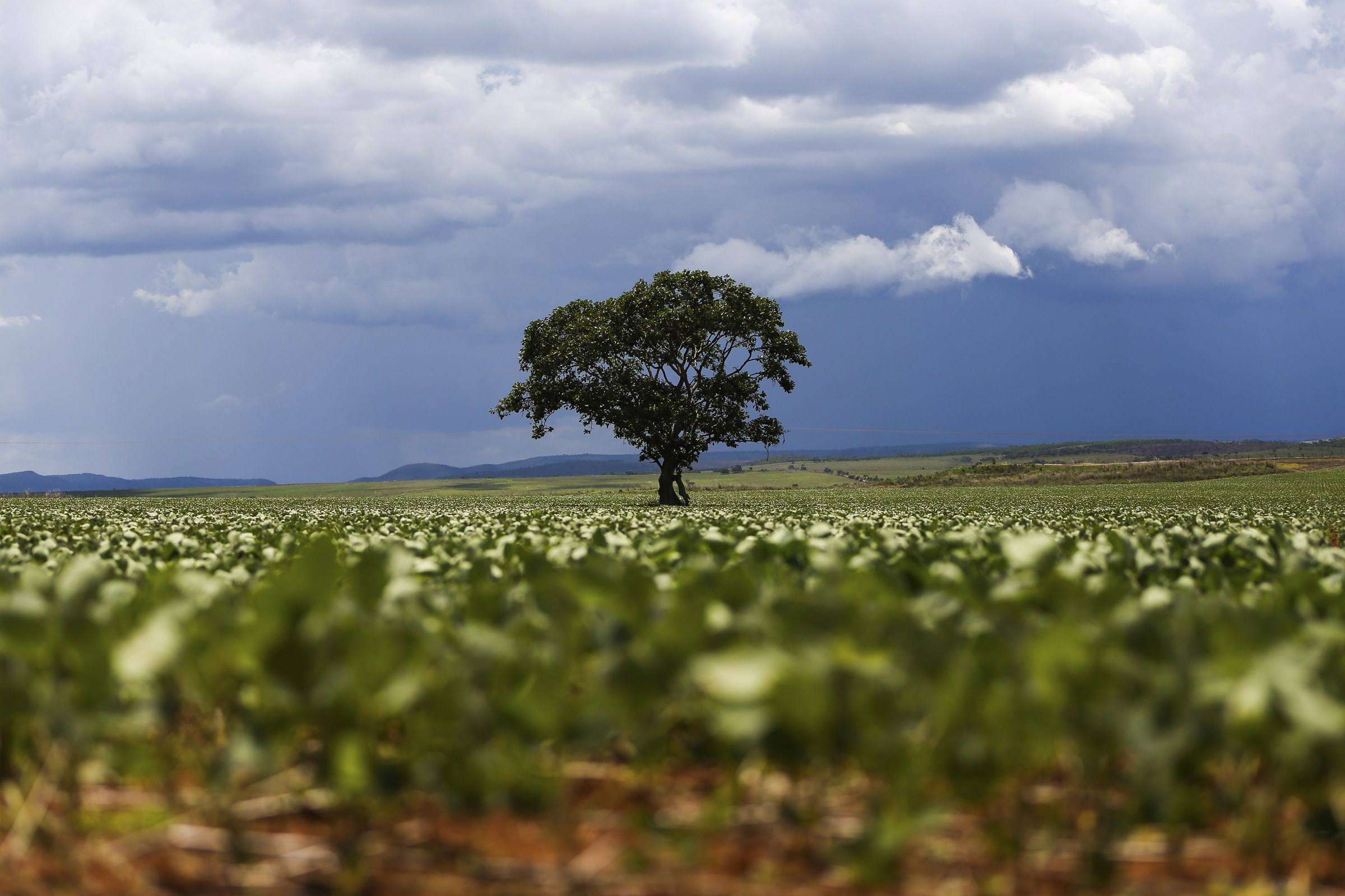 Árvore isolada em lavoura de soja em Alto Paraíso de Goiás